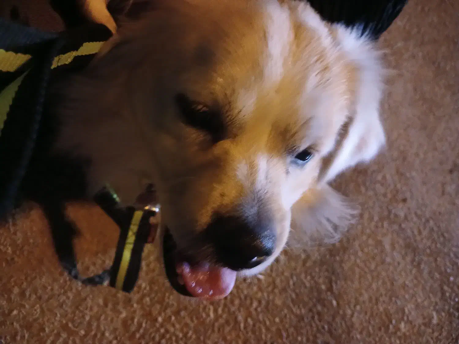 سگ بازیگوش|سگ|شوشتر, |دیوار