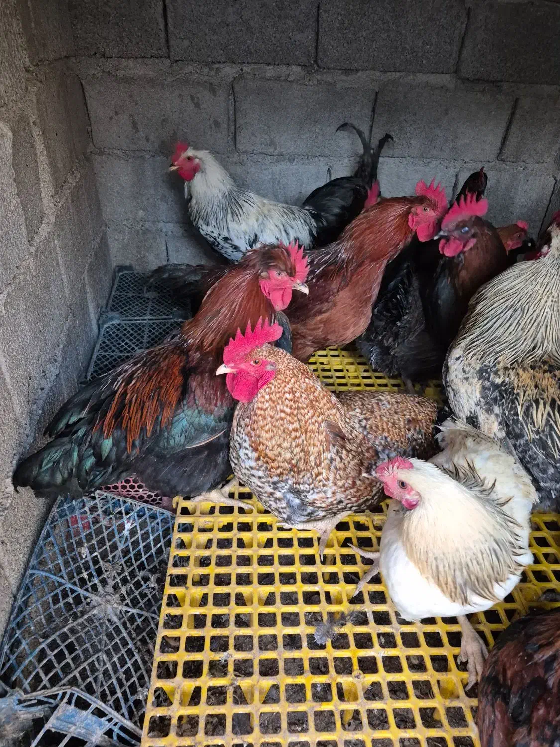 خروس محلی|حیوانات مزرعه|صباشهر, |دیوار