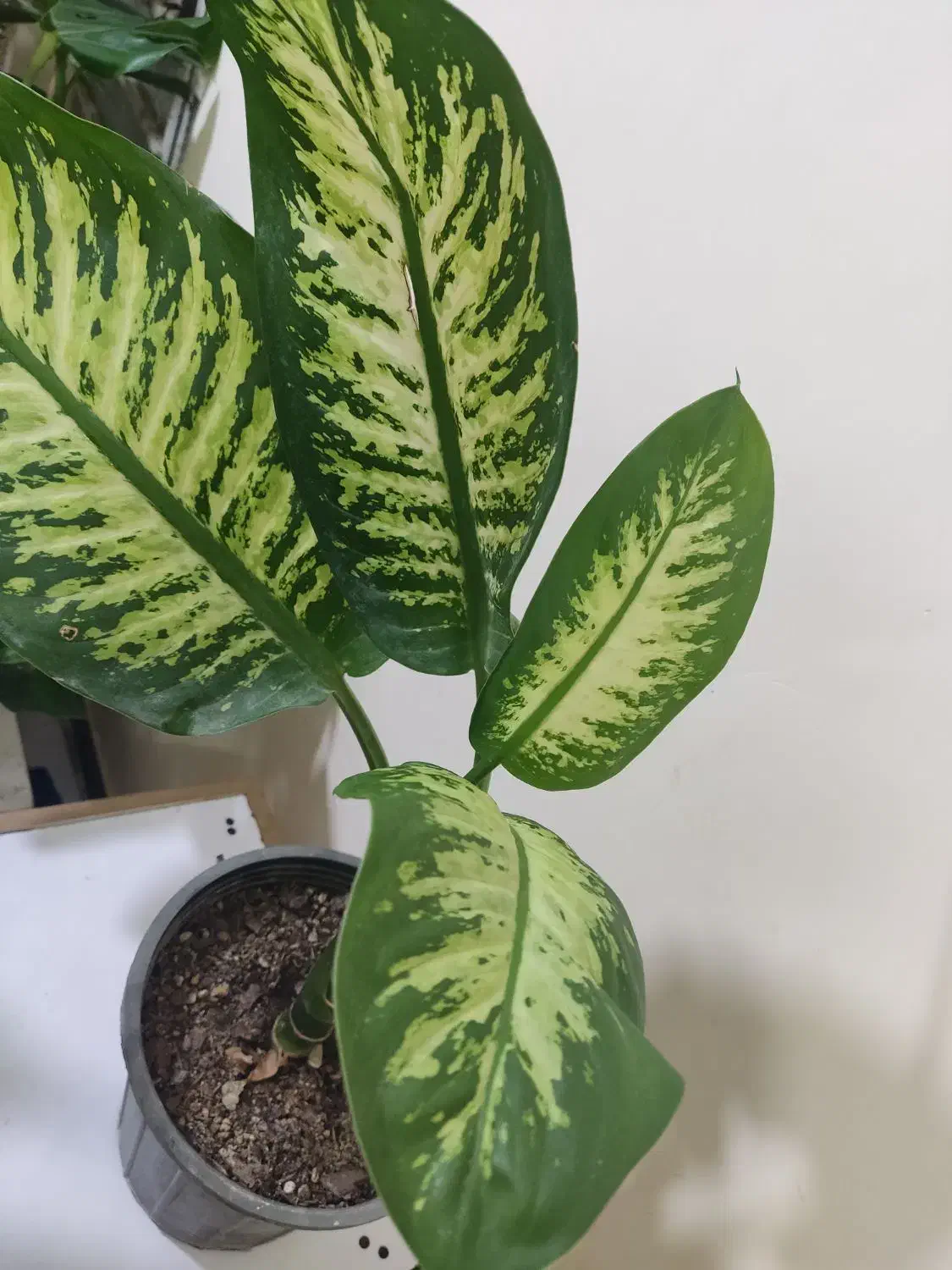 گل  طبیعی داخلی|گل و گیاه طبیعی|شادگان, |دیوار