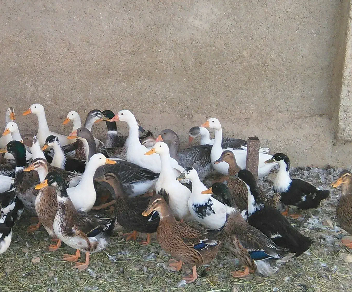 فروش غاز بوقلمون،اردک،تخم نطفه دار اردک و مرغ محلی|حیوانات مزرعه|شیراز, کفترک|دیوار