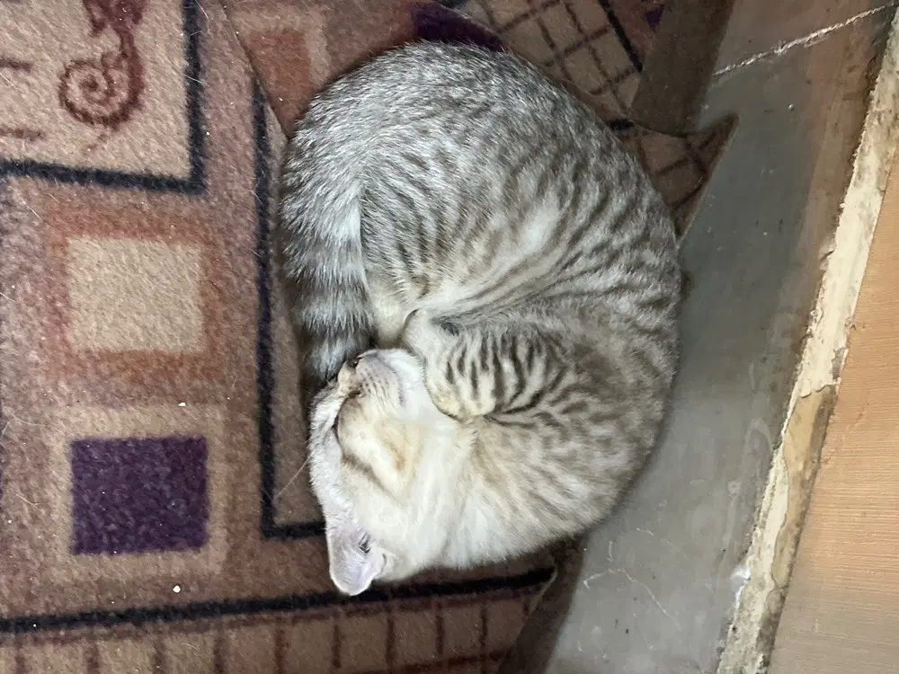 گربه|گربه|چابهار, |دیوار