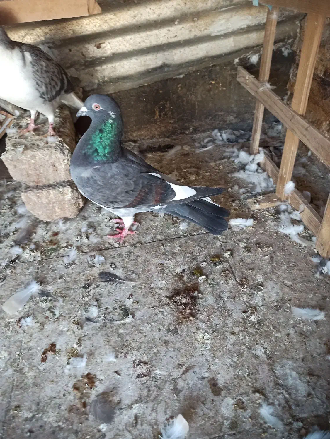 یک قره ماده هوایی پرشی|پرنده|مشهد, کوثر|دیوار