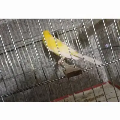 قناری رسمی بلند|پرنده|تهران, شهرک شریعتی|دیوار