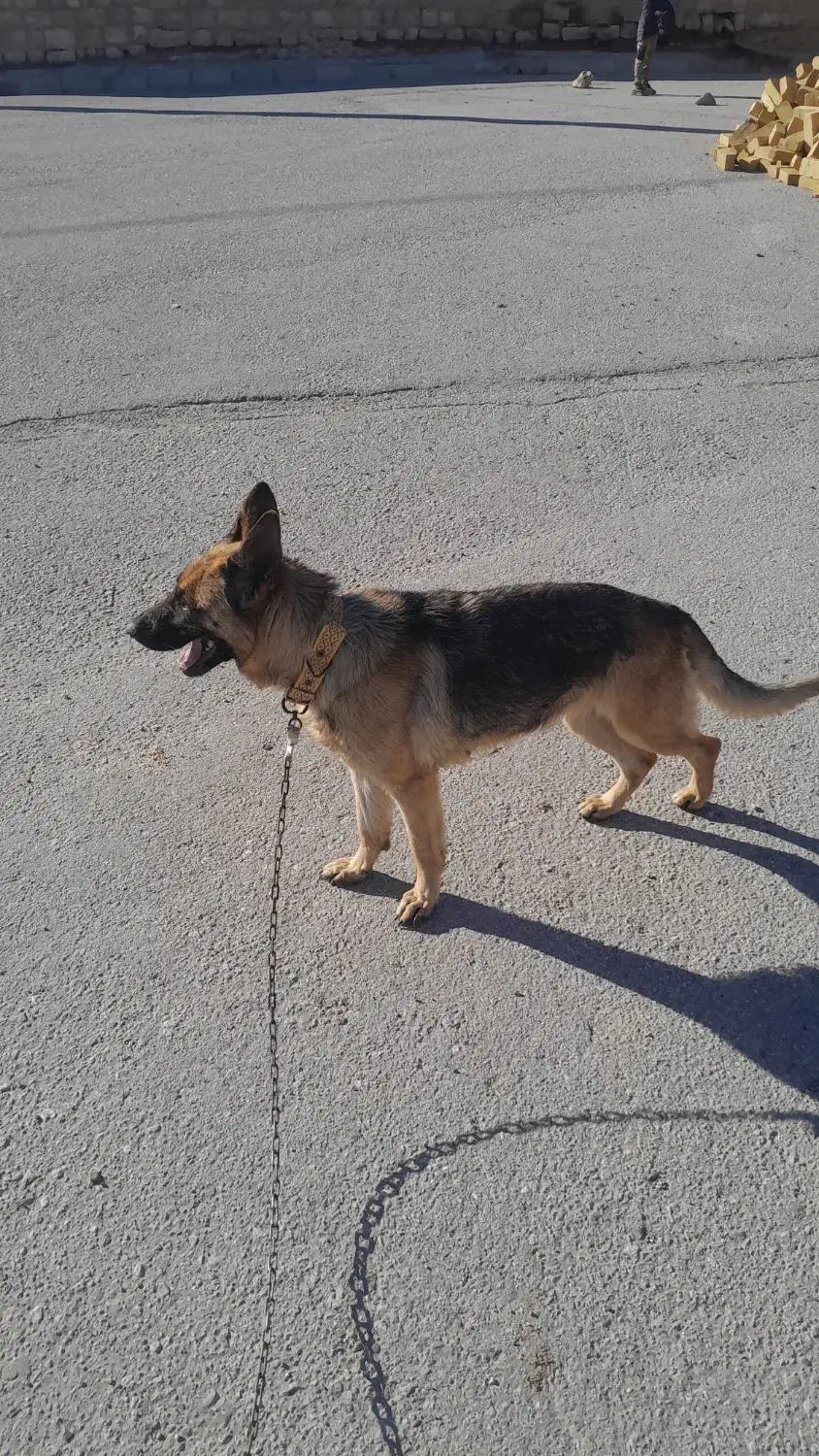 سگ شرمن شپرد|سگ|اسلامآباد غرب, |دیوار