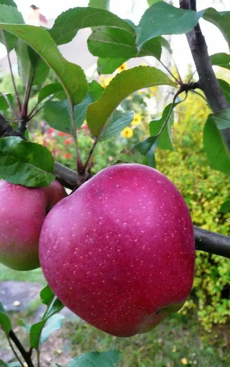 انواع نهال های پیوندی، بذری، پایه خارجی|خدمات باغبانی و درختکاری|سنندج, |دیوار