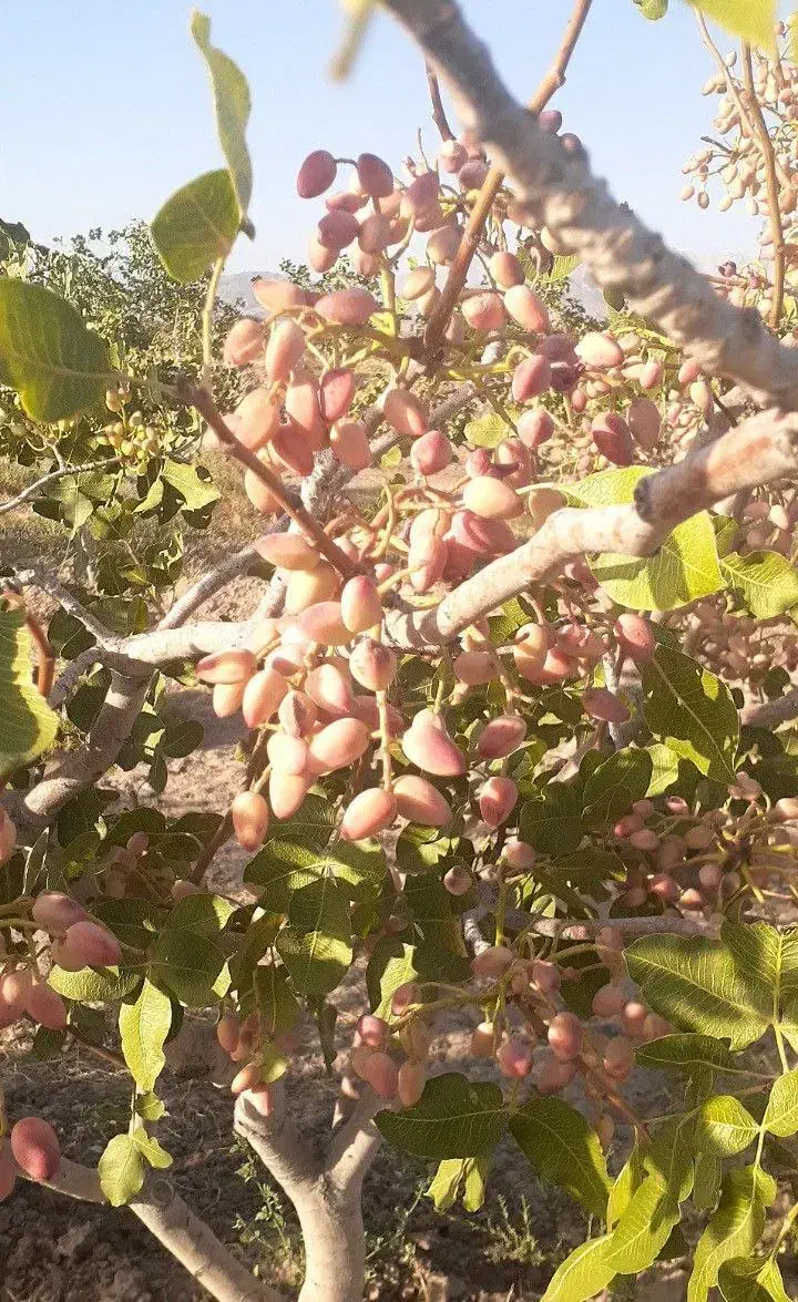 انواع نهال میوه و خشکبار پربار و زودبازده|خدمات باغبانی و درختکاری|قزوین, |دیوار