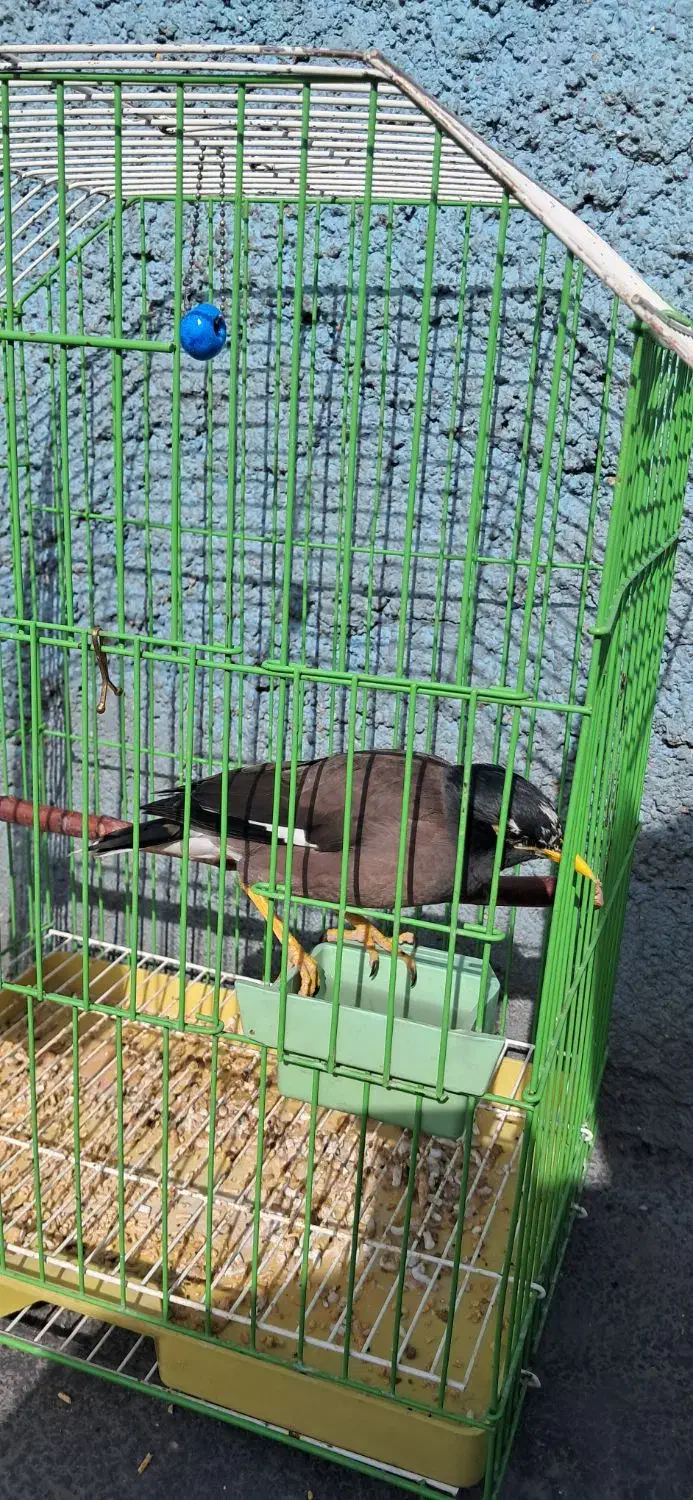 مینا رام سخنگو|پرنده|تهران, تهرانپارس جنوبی|دیوار