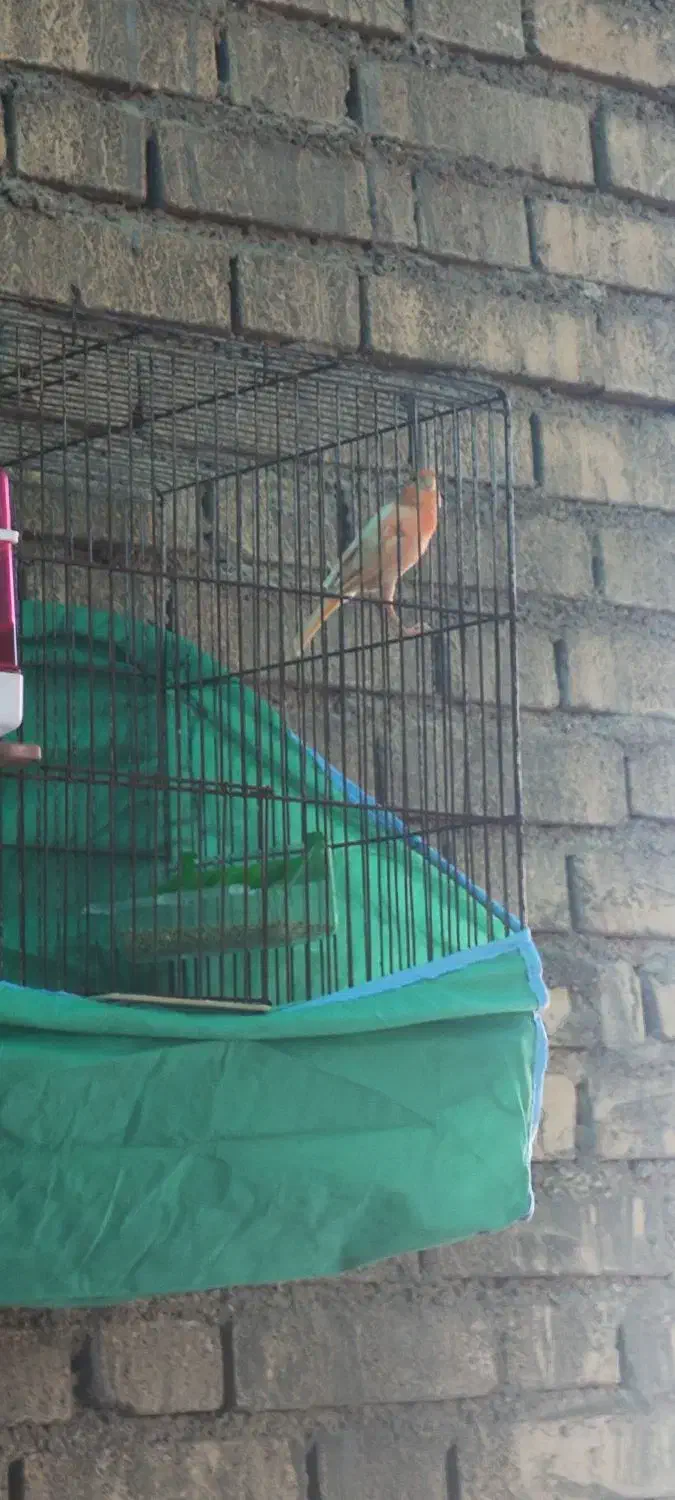 قنارینرمست|پرنده|کارون, |دیوار