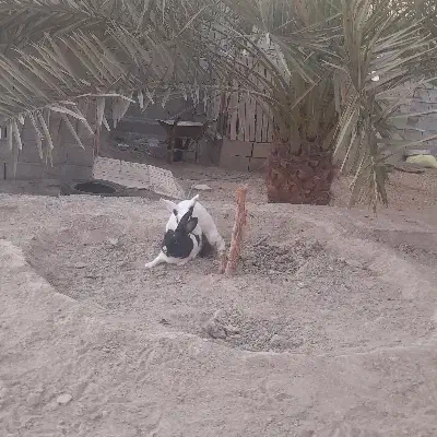 خرگوش|حیوانات مزرعه|میناب, |دیوار