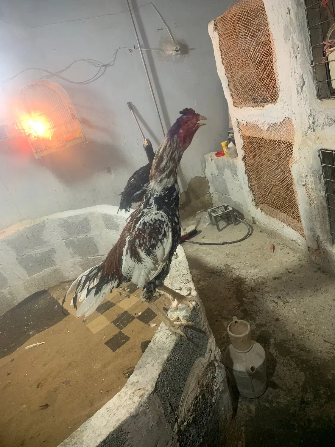 خروس لاری|حیوانات مزرعه|اشنویه, |دیوار