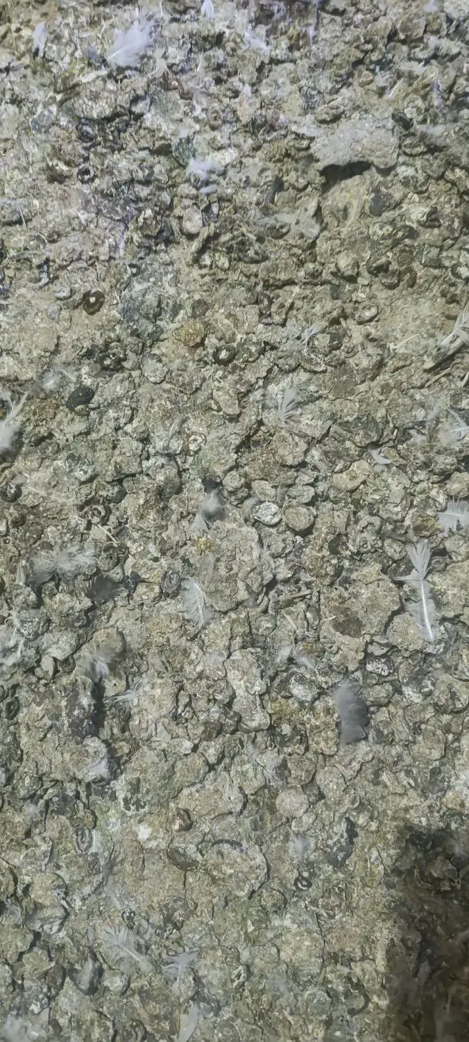 کود کبوتری|گل و گیاه طبیعی|ابهر, |دیوار