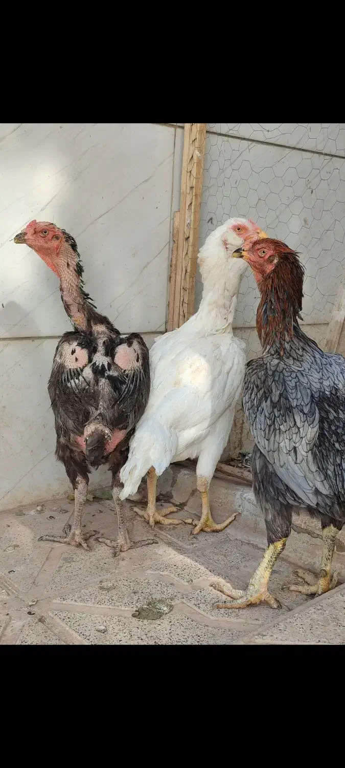 مرغ لاری|حیوانات مزرعه|تربت جام, والفجر|دیوار