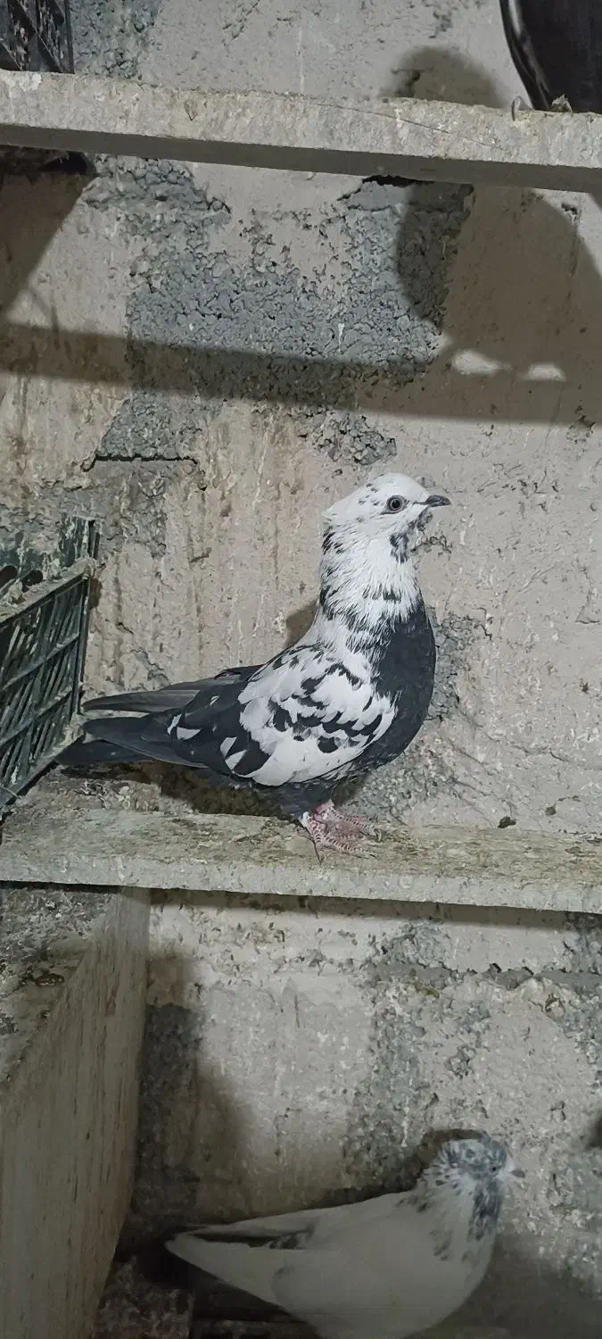 کفتر|پرنده|اردبیل, |دیوار