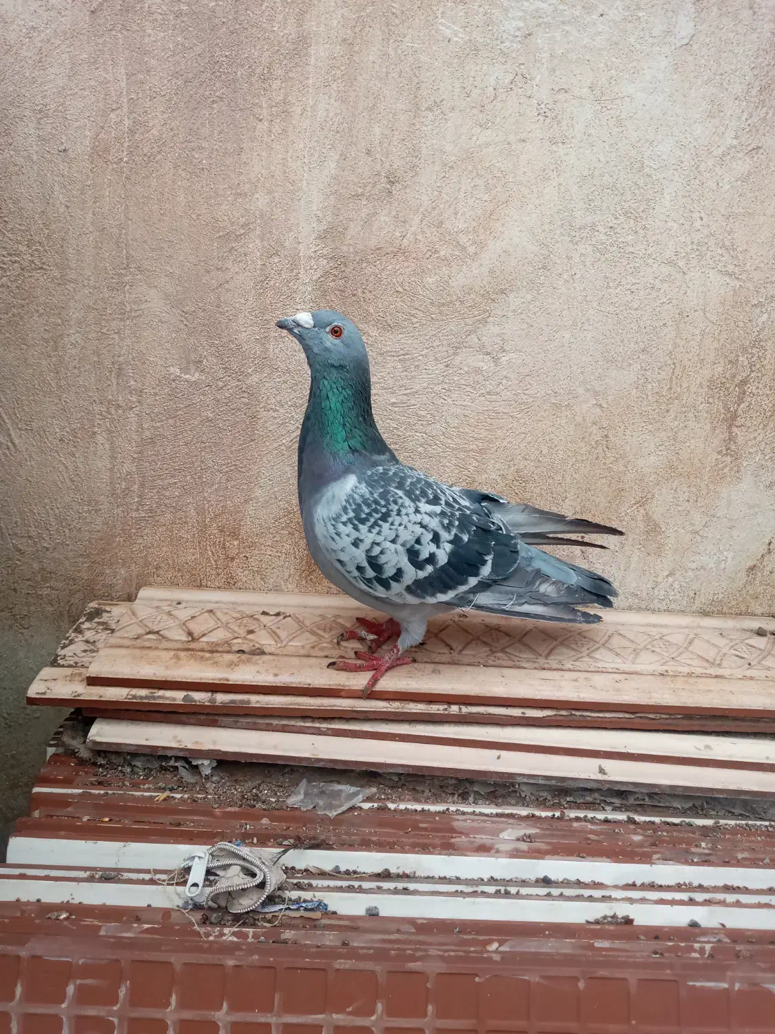 کفتر پلاکی|حیوانات|کرمان, |دیوار