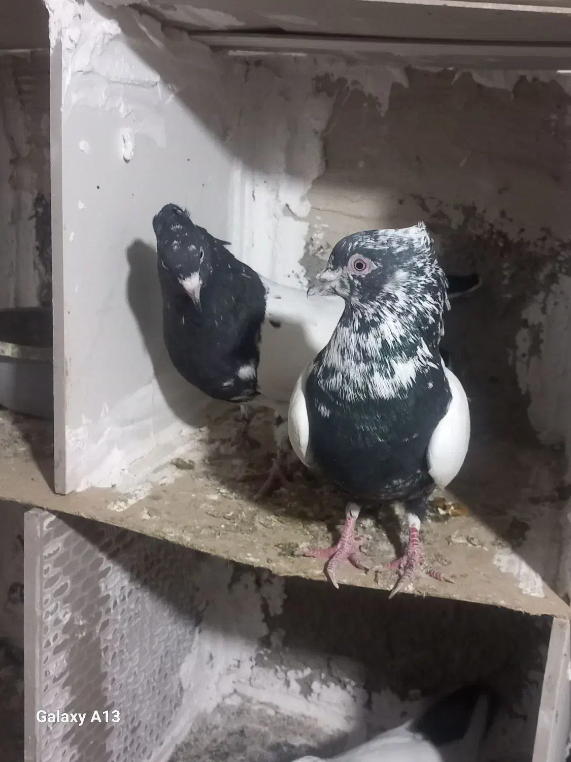 کفتر|پرنده|مشکیندشت, |دیوار