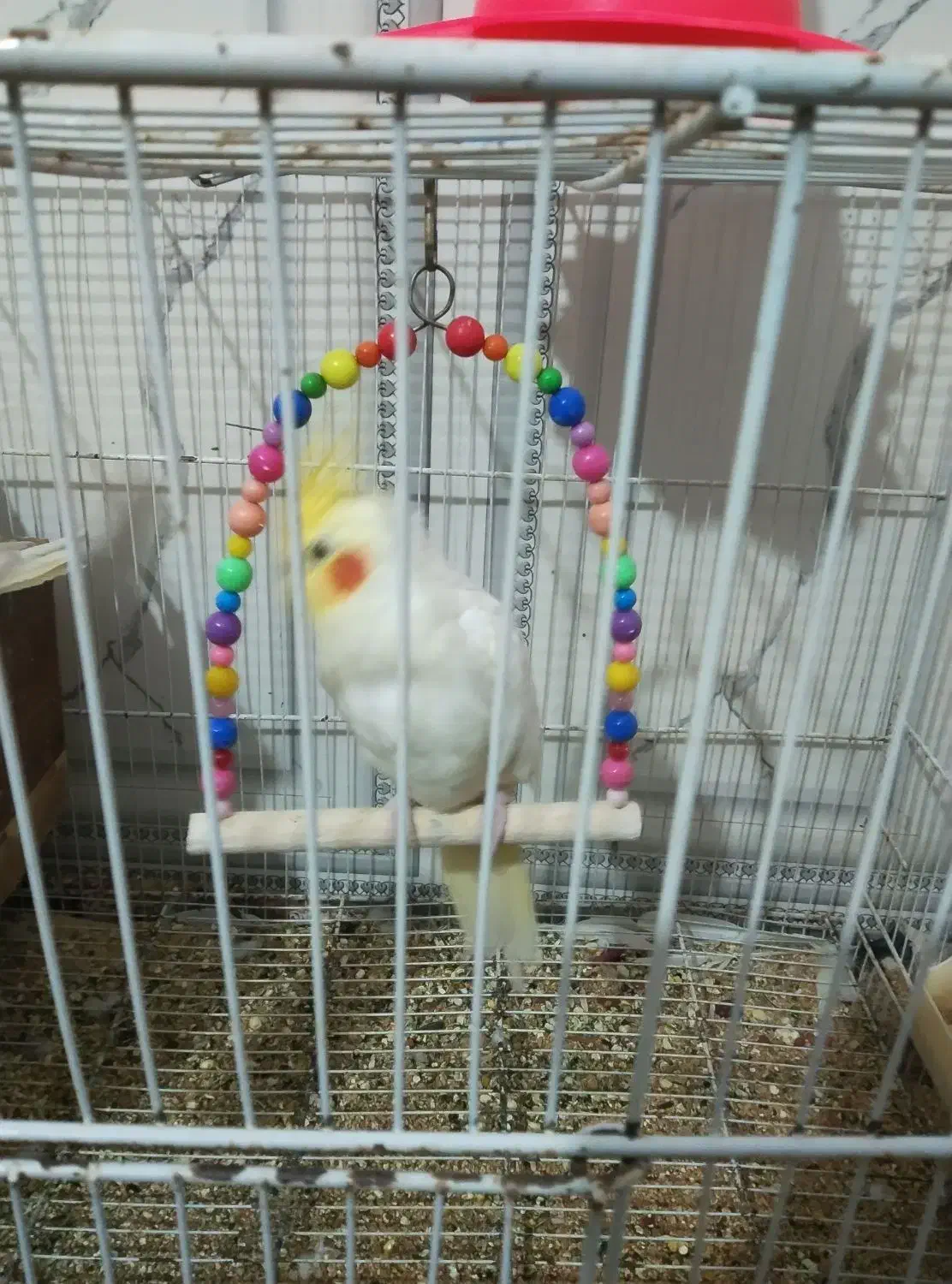 عروس هلندی|پرنده|خمک, |دیوار