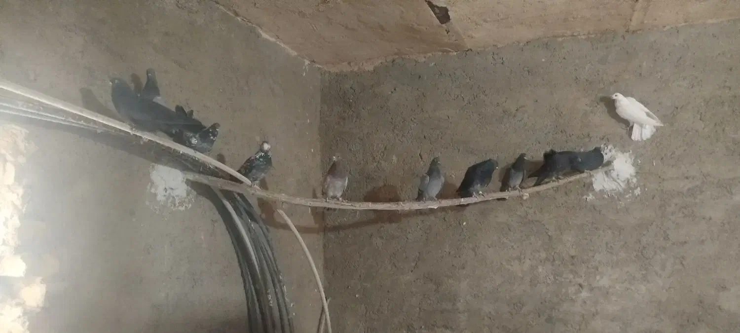 کبوتر|حیوانات|نورآباد, |دیوار