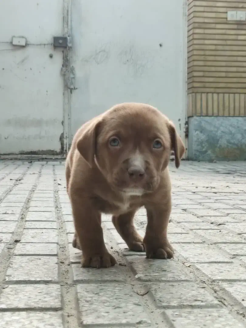 پیت بول، پیتبول نر|سگ|مشهد, زیبا شهر|دیوار