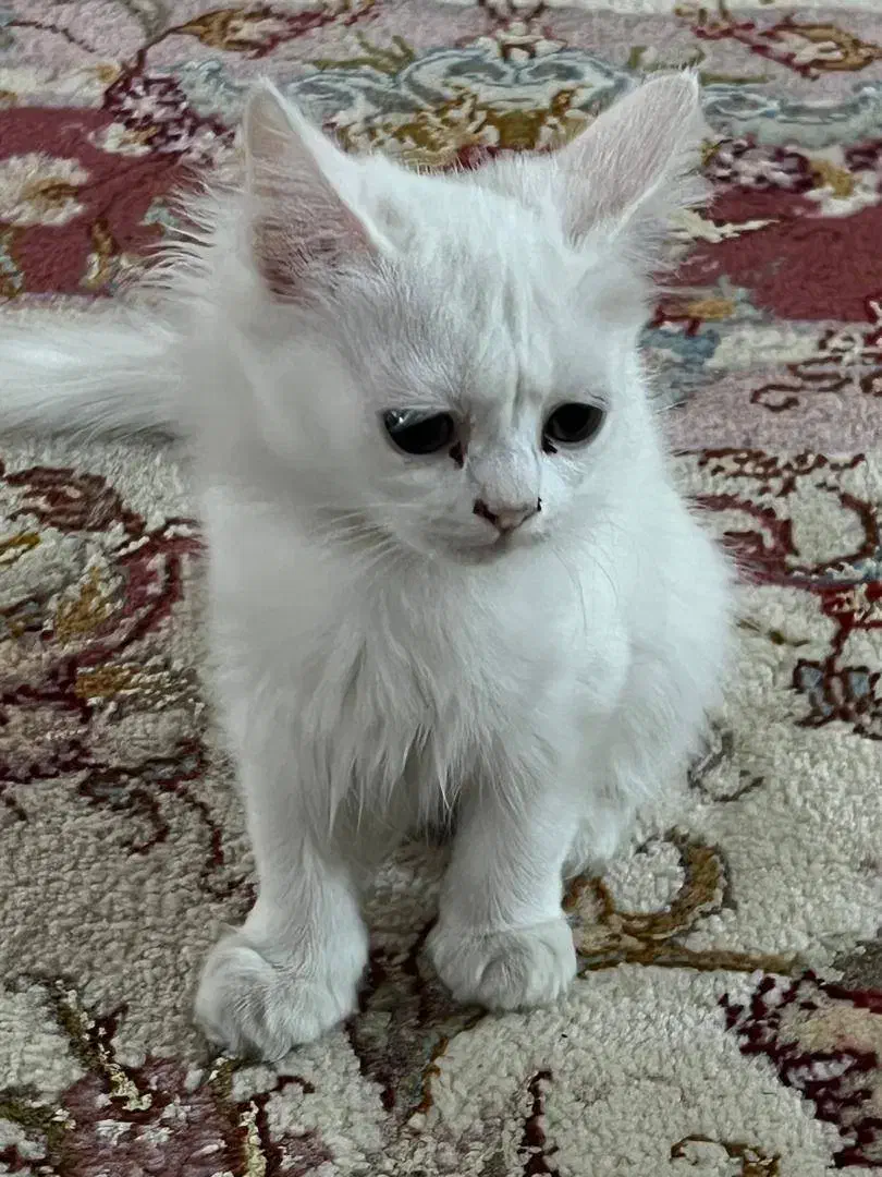 گربه|گربه|میاندوآب, |دیوار