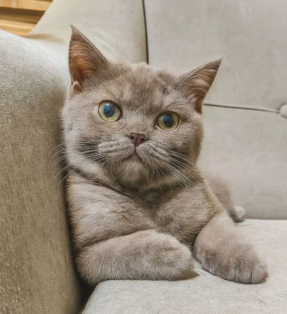 بچه گربه بریتیش شورت هیر سه و نیم ماهه|گربه|تهران, تهرانپارس شرقی|دیوار