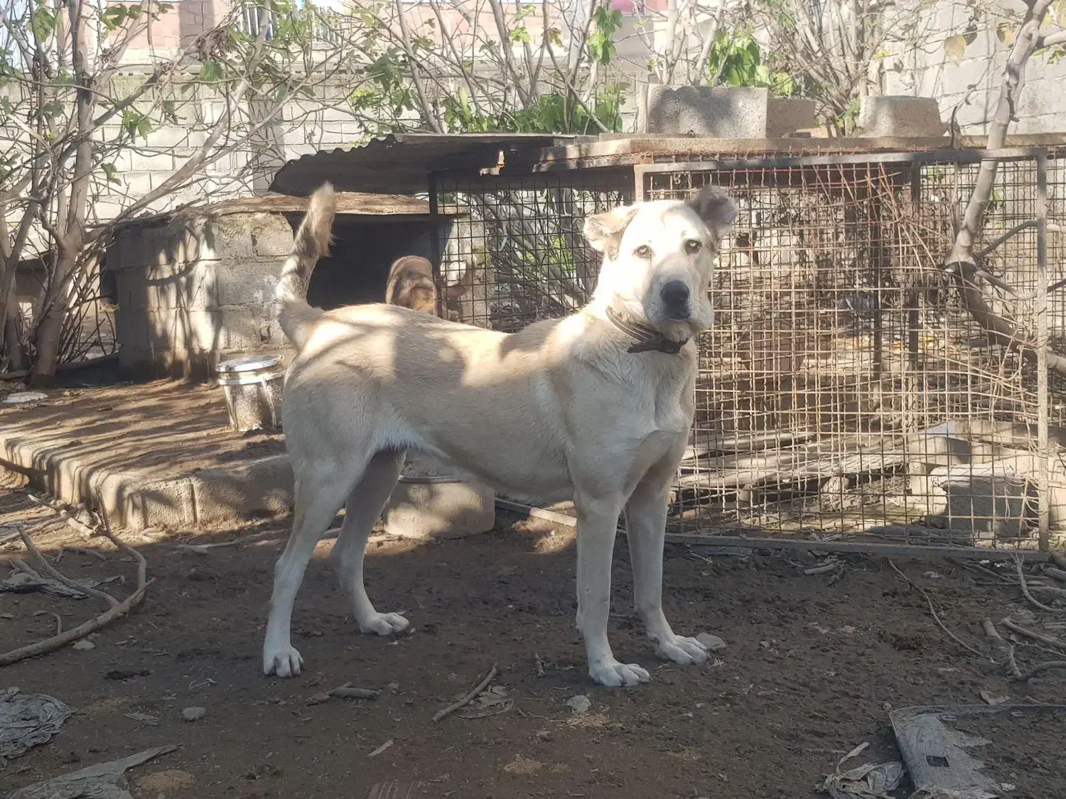 ماده سرابی ۱۱ماهه|سگ|آمل, |دیوار