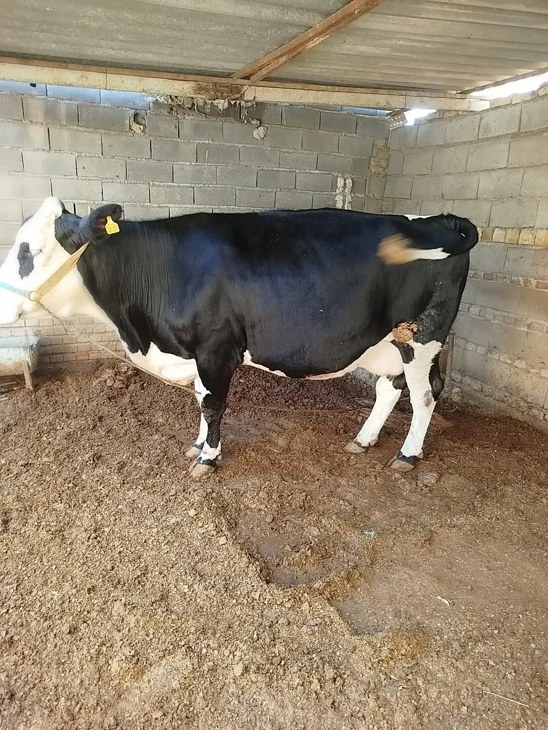 گاو شیری مونتبلیارد|حیوانات مزرعه|آق قلا, |دیوار