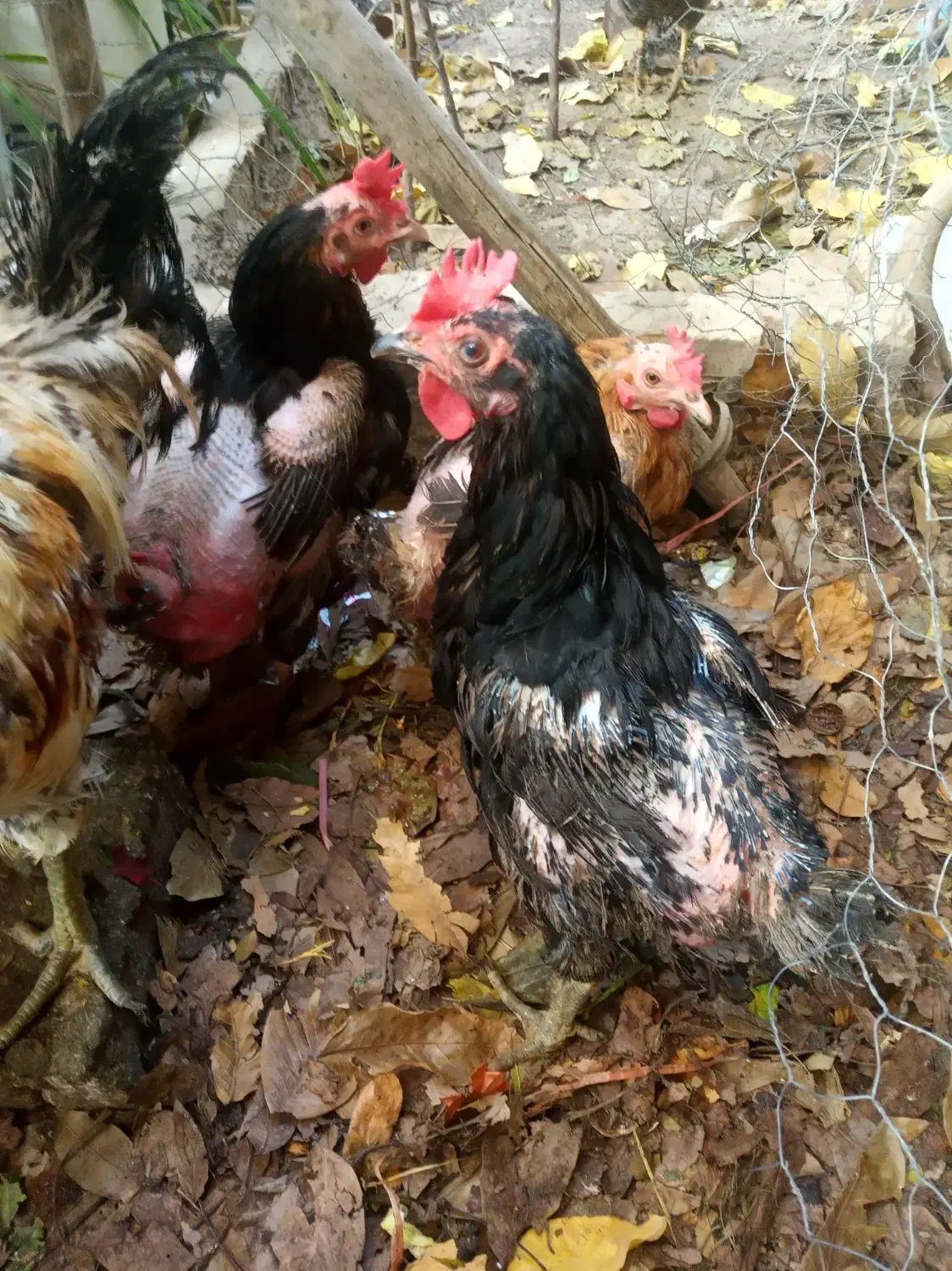 مرغ رسمی تخم گذار|حیوانات مزرعه|هشتگرد, تهران دشت|دیوار