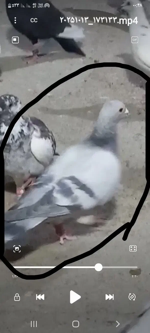 کفتر|حیوانات|مشهد, عباس‌آباد|دیوار