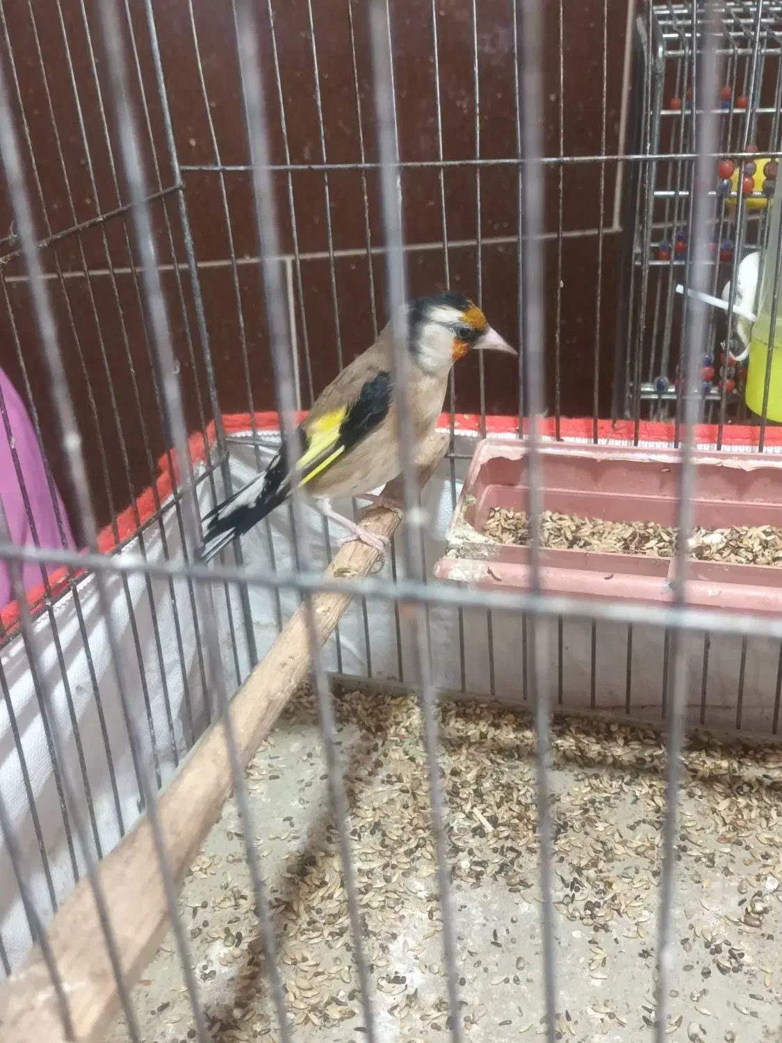 سهره|پرنده|ایذه, |دیوار