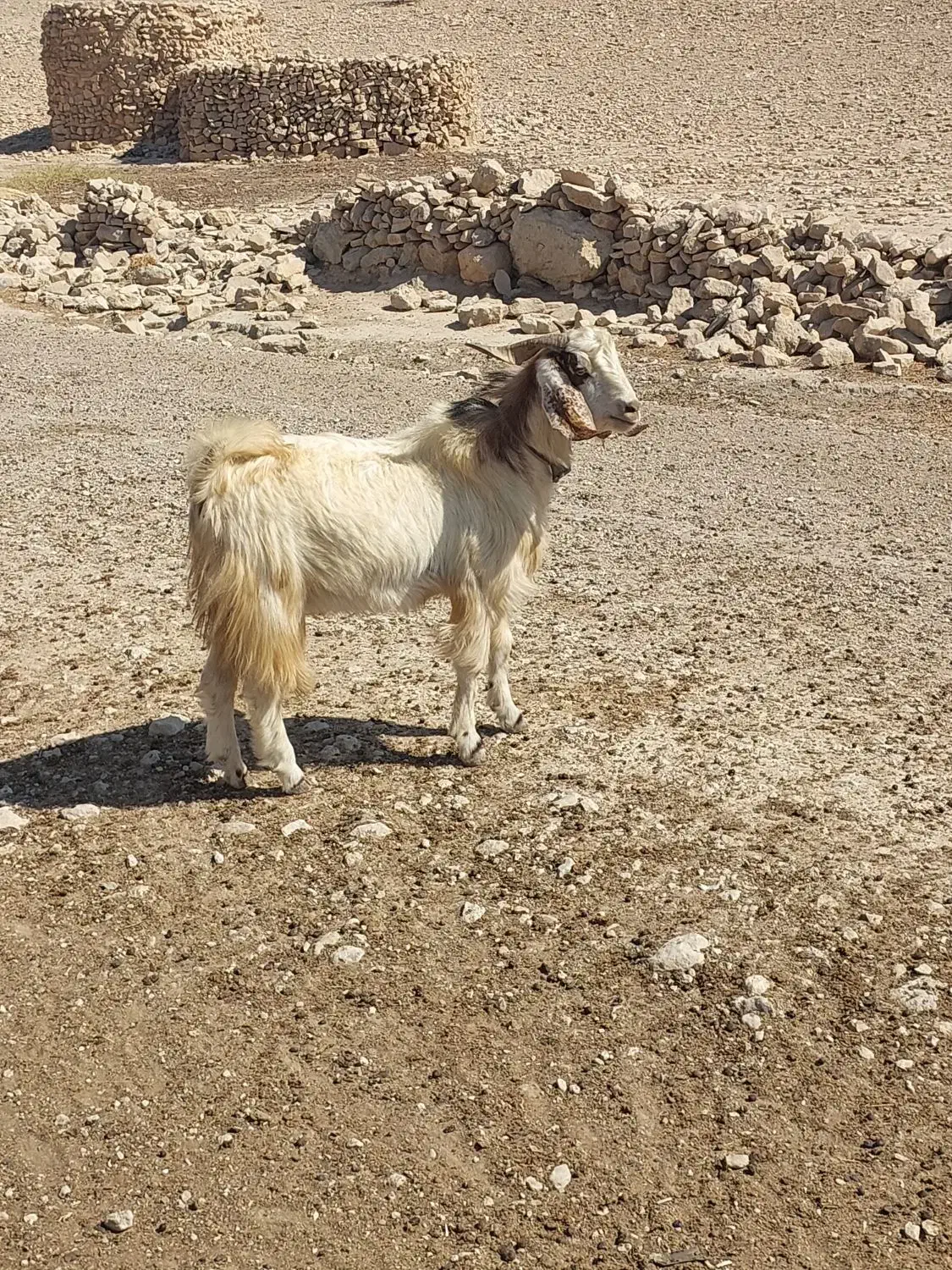 کهره نر چاق کشت و داشت)تخمی|حیوانات مزرعه|ارم, |دیوار