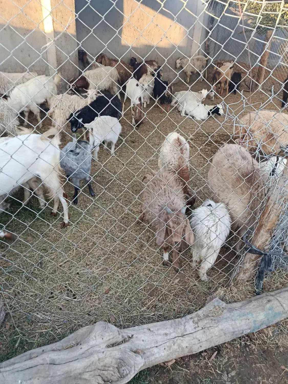 فروش گوسفند|حیوانات مزرعه|بیکاه, |دیوار