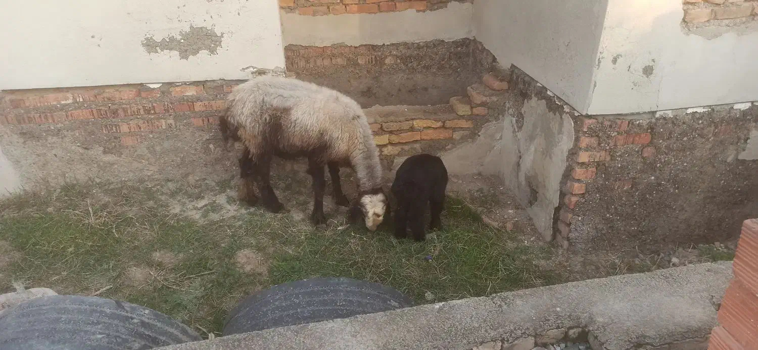گوسفند بره دار|حیوانات مزرعه|بندر ترکمن, |دیوار
