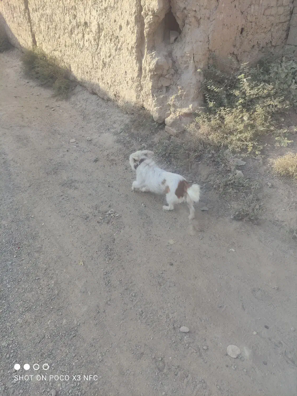 سگ پشمالو|سگ|خلیل آباد, |دیوار