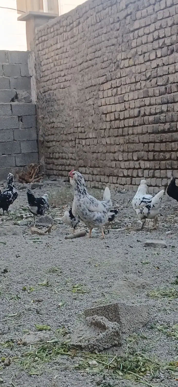 تخم مرغ نطفه دار گلین نسیم شهر|حیوانات مزرعه|بهارستان, |دیوار