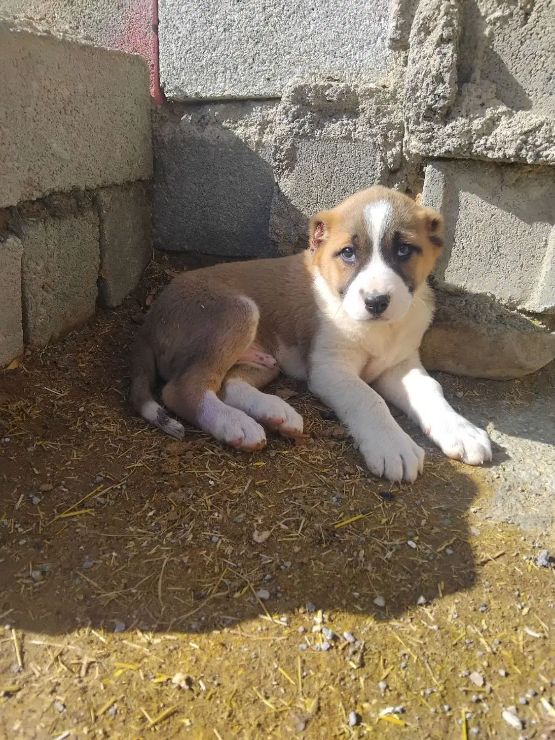 واگذاری سگ|سگ|شیروان (خراسان), |دیوار