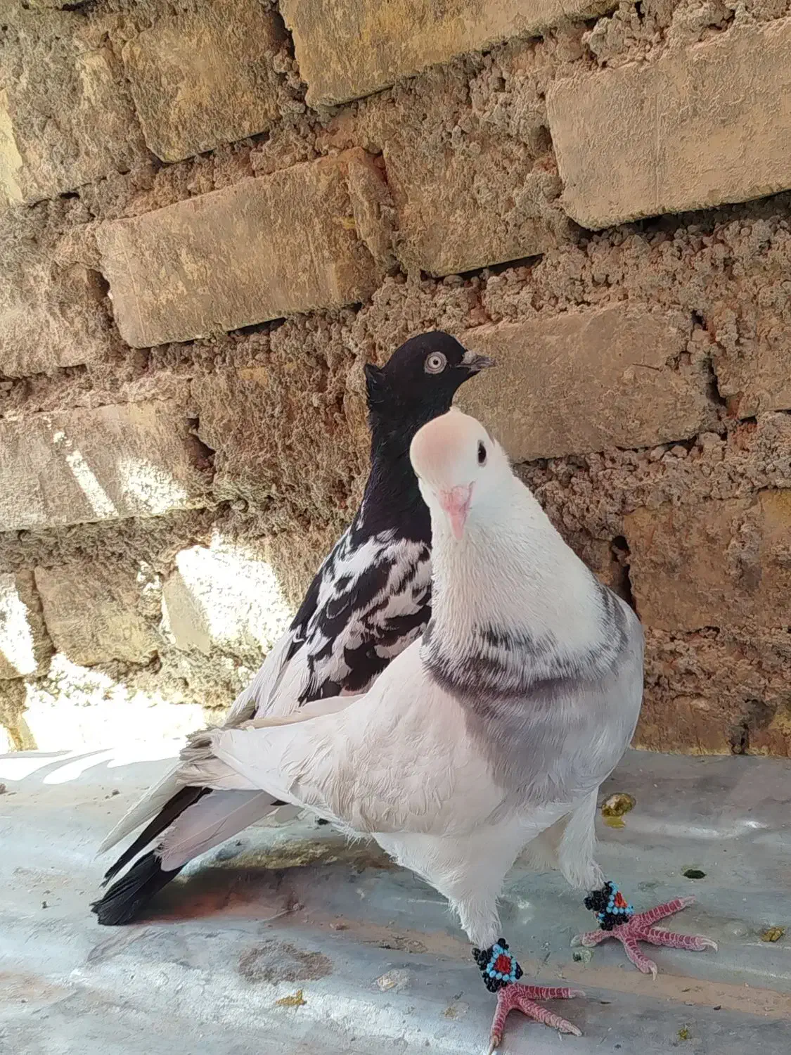 کبوتر کفتر|پرنده|شیراز, حجت آباد|دیوار