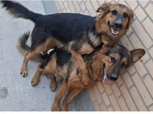 سگ ژرمن|سگ|اهواز, فرهنگ شهر|دیوار