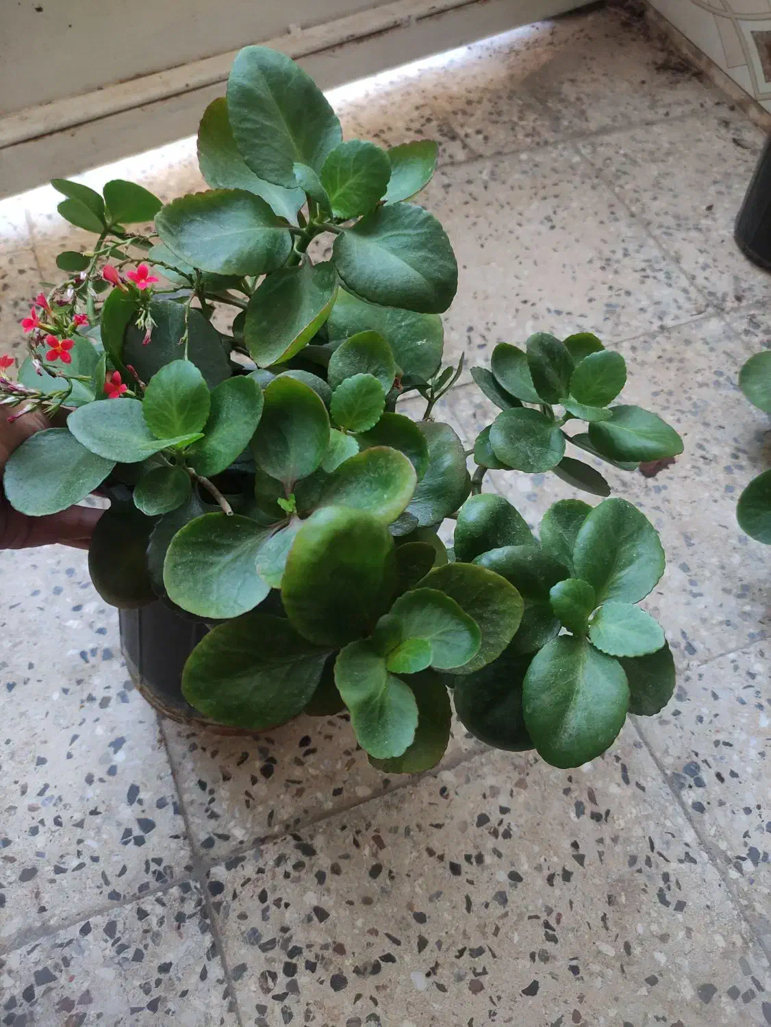 گل های آپارتمانی|گل و گیاه طبیعی|شهرکرد, |دیوار