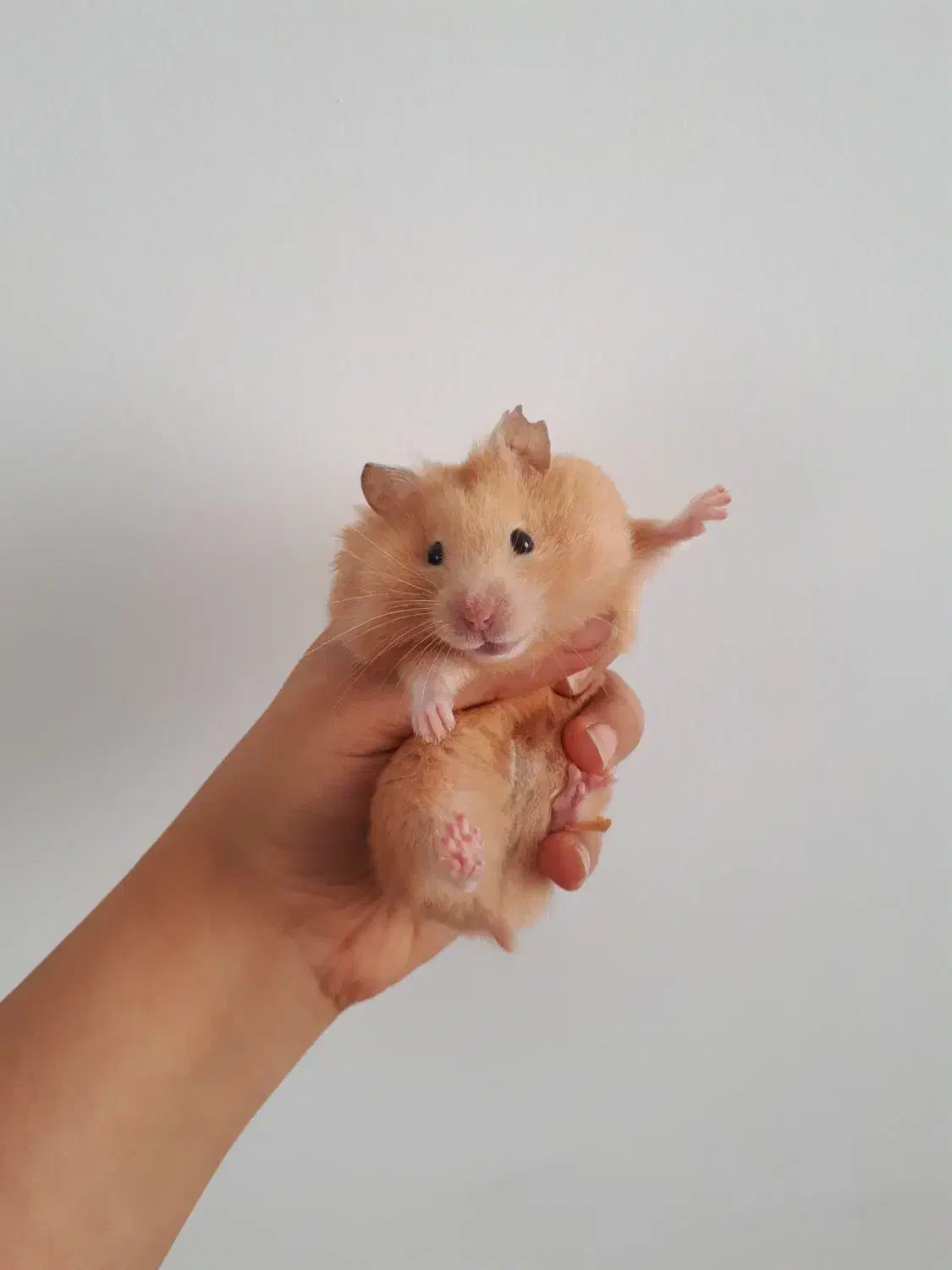 همستر نر و ماده|موش و خرگوش|محمدیه-قزوین, |دیوار