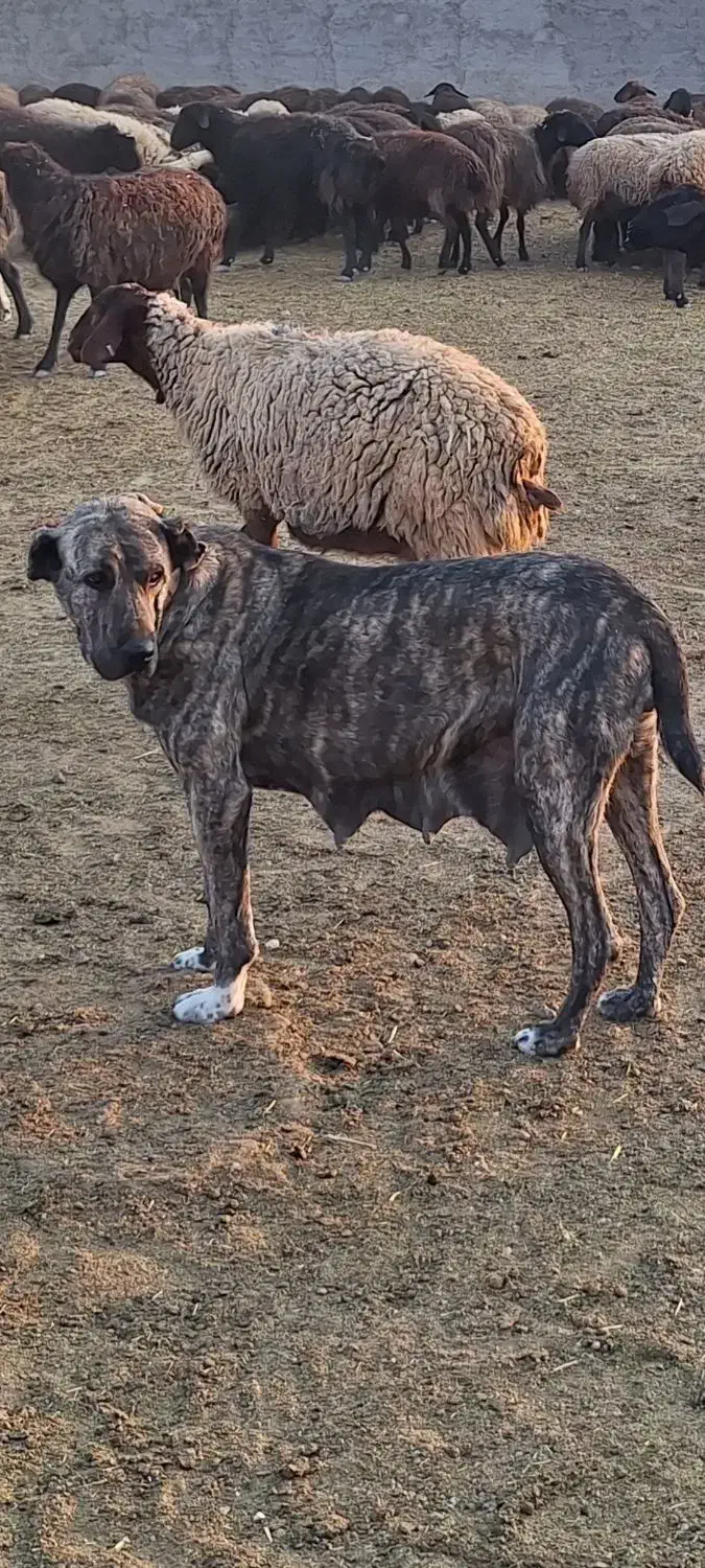 سگ گله گمشده|حیوانات|جعفرآباد, |دیوار