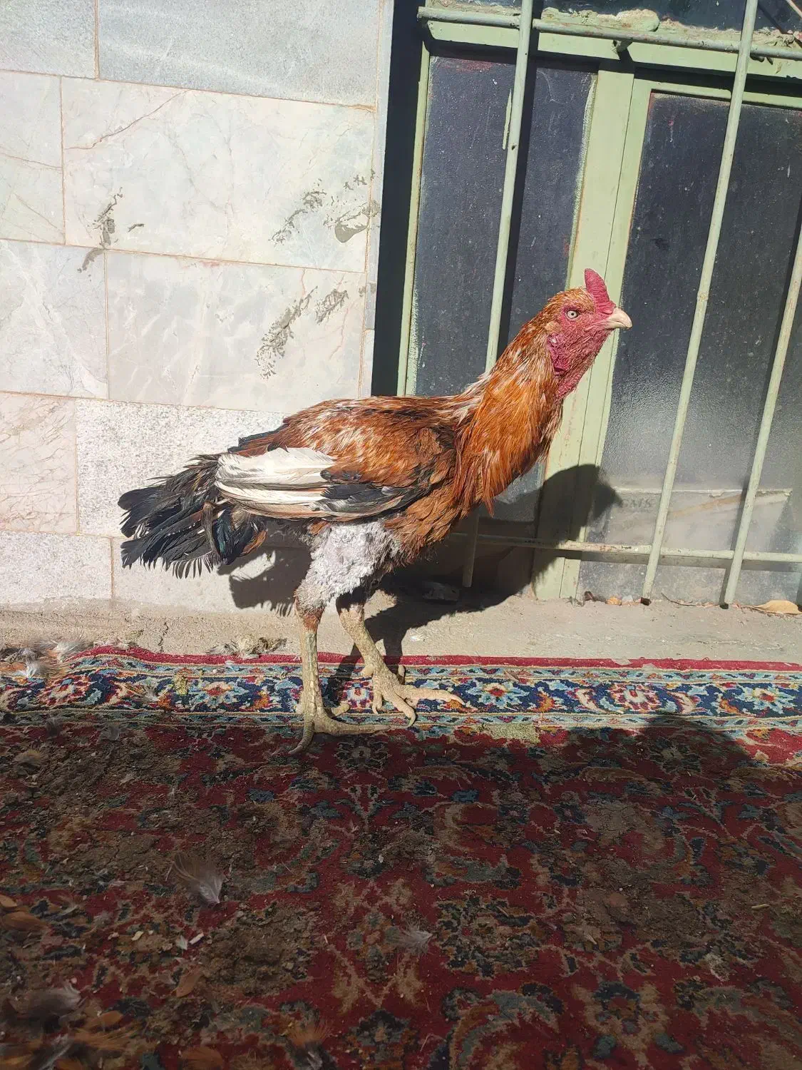 خروس لاری|حیوانات مزرعه|صحنه, |دیوار