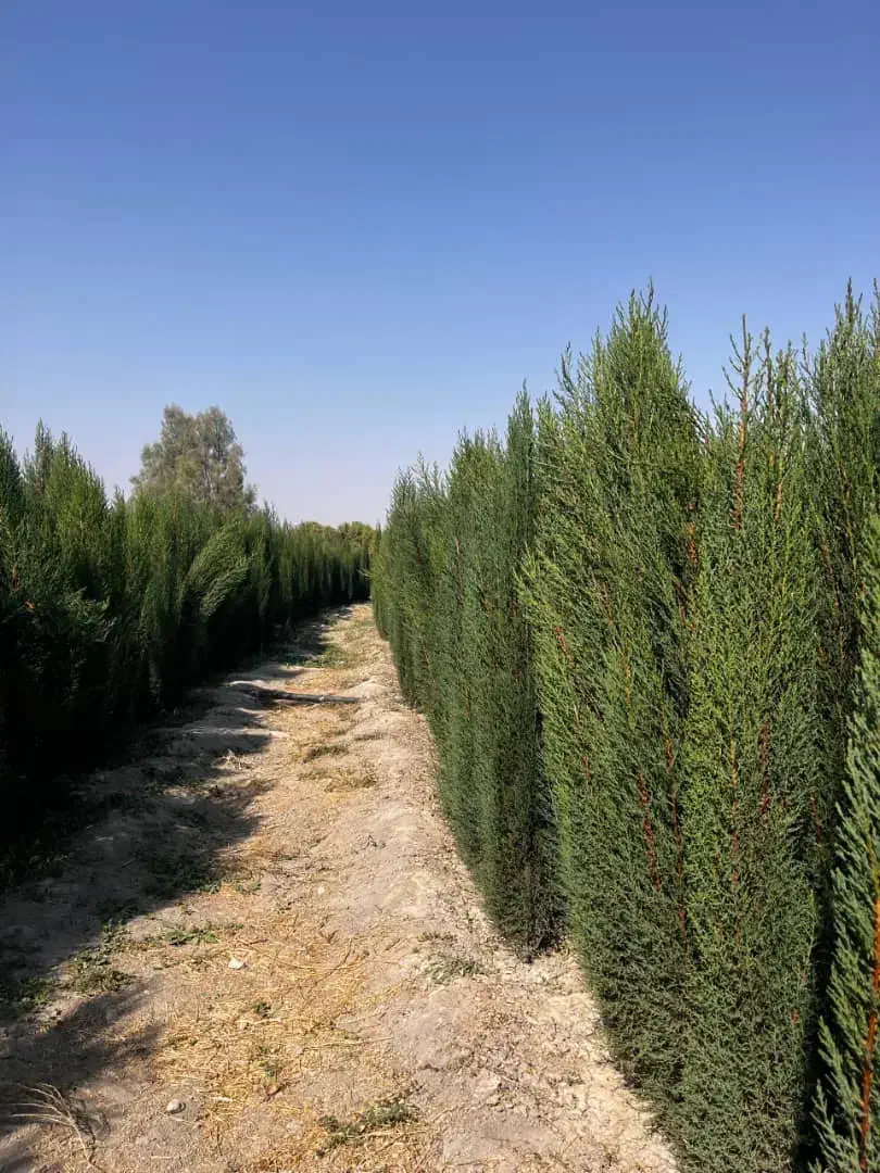 نهالهای سالم و پربار ازنهالستان دارای لیبل معتبر|خدمات باغبانی و درختکاری|محمدشهر, محمدشهر|دیوار