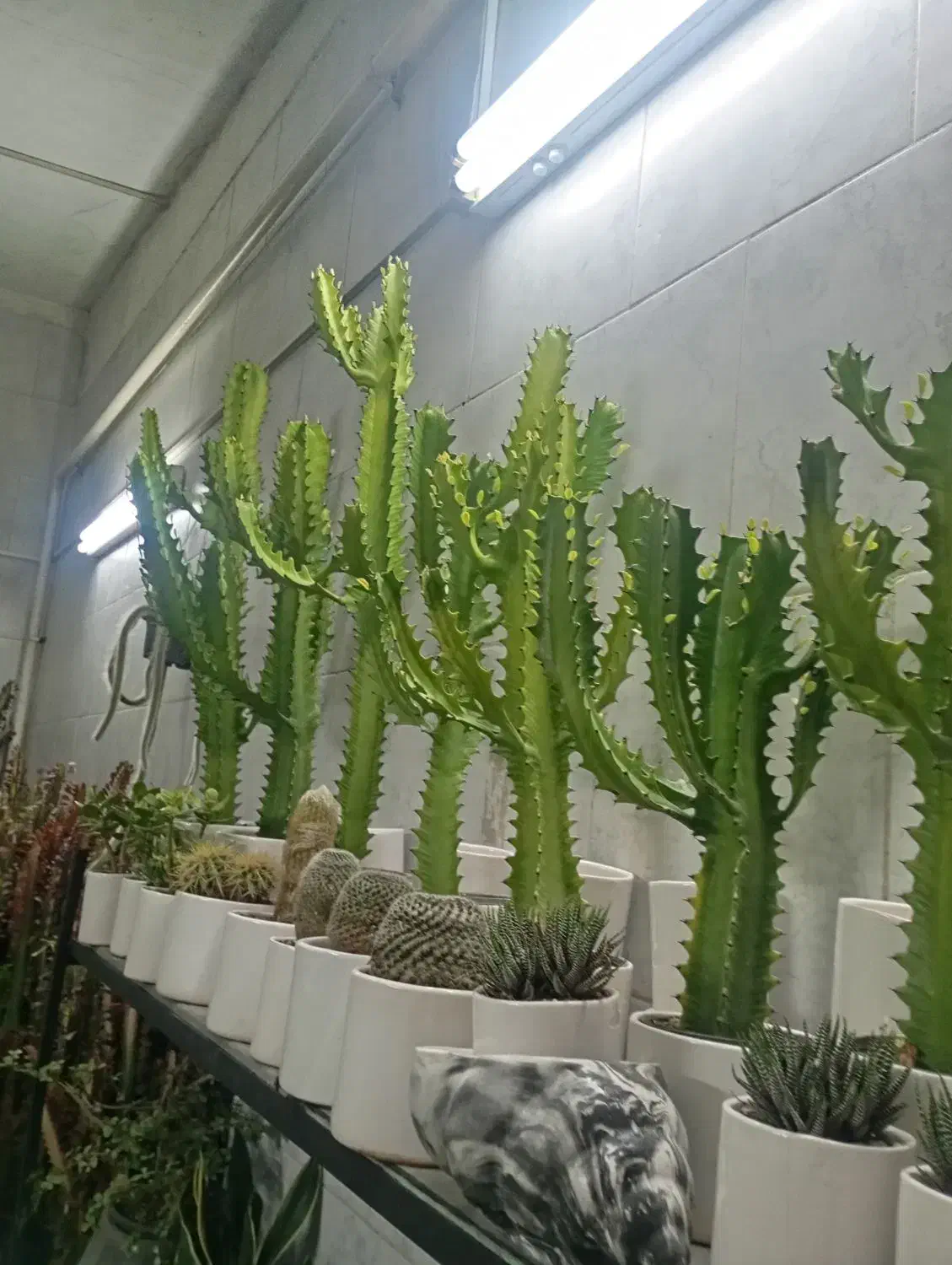 گل گیاه اپارتمانی|گل و گیاه طبیعی|جلین, |دیوار