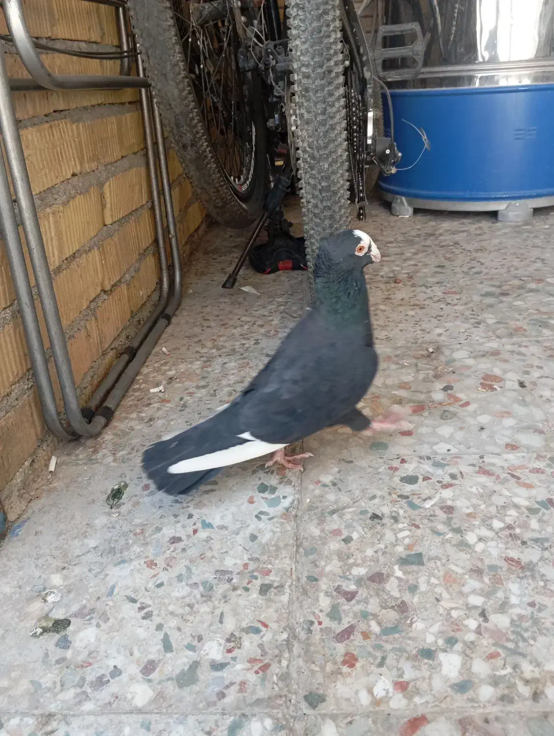 کبوتر|پرنده|مرودشت, تامین اجتماعی|دیوار