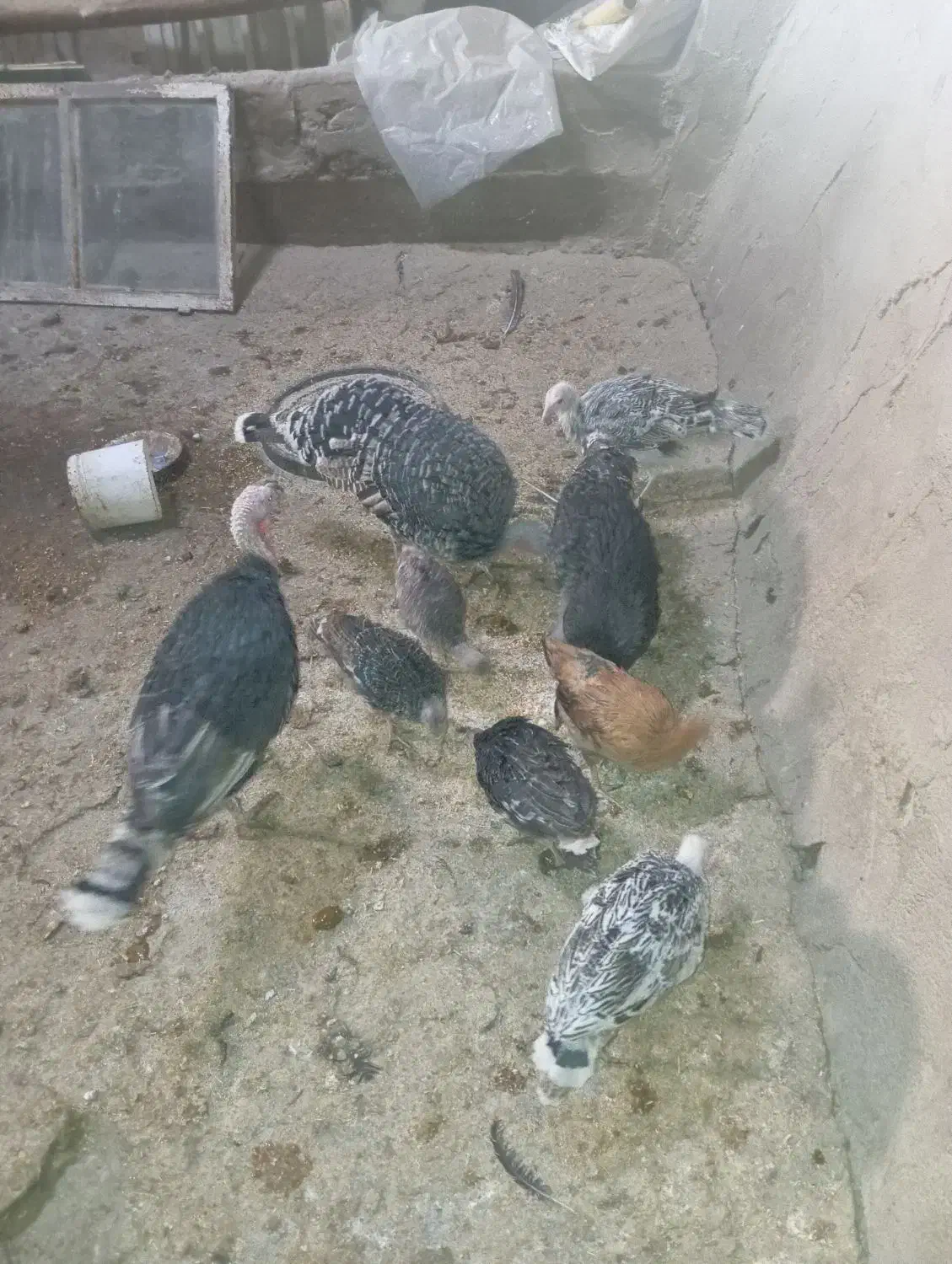 فروش ۱۰عدد بوقلمون|حیوانات مزرعه|دیواندره, |دیوار