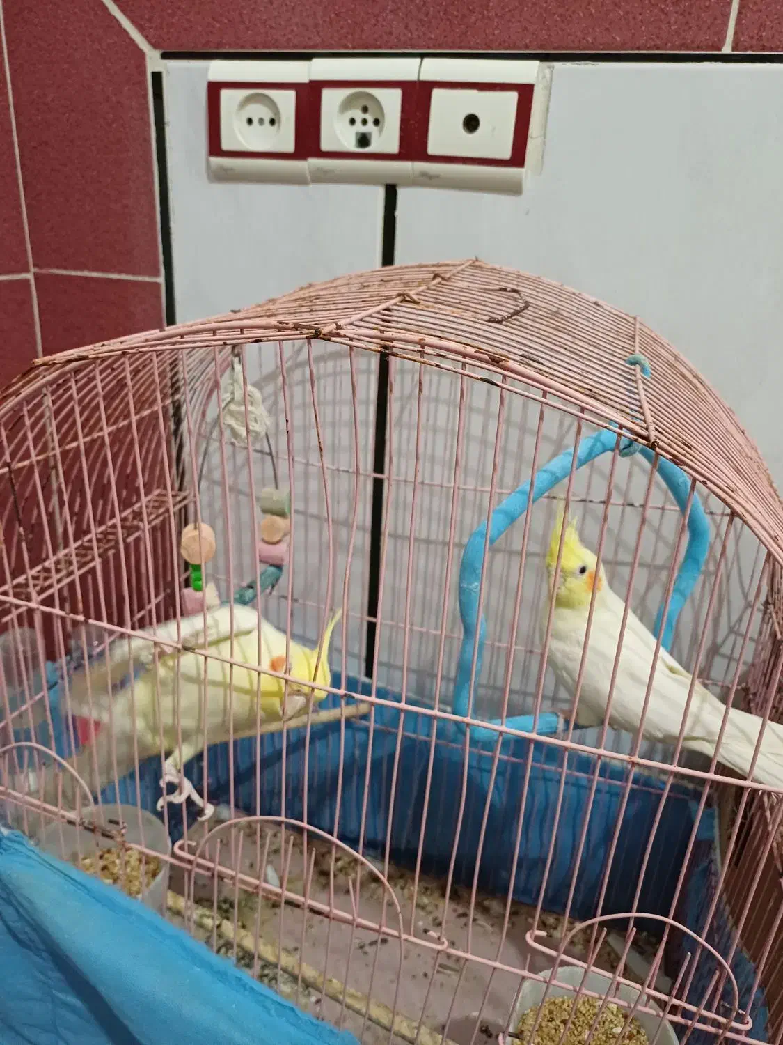 فروش دو عروس هلندی|پرنده|بهشهر, |دیوار