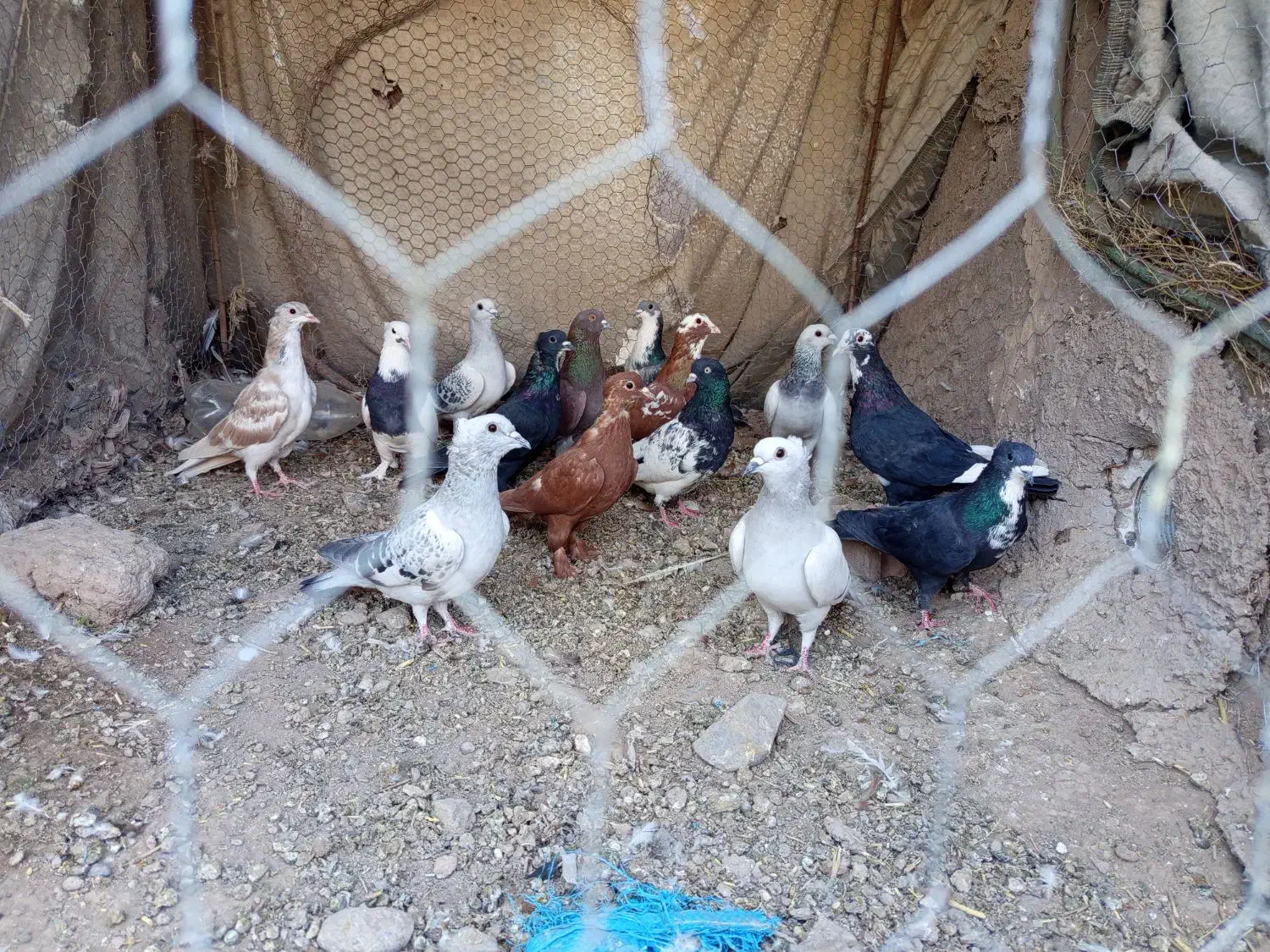 19تا کفتر نر و جوجه نر   همه جوجه خونه|پرنده|گلزار, |دیوار