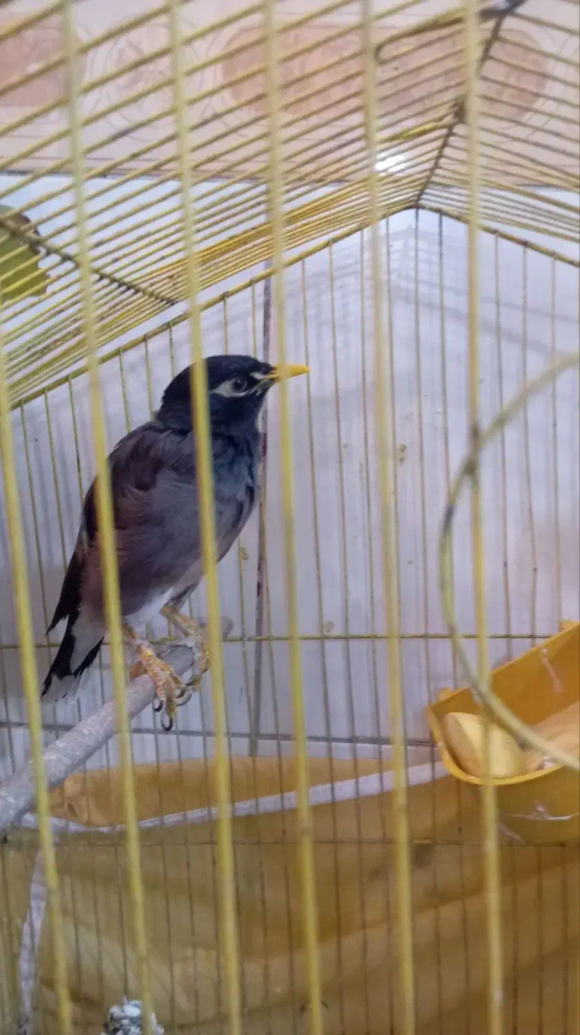 مرغ مینا|پرنده|بم, |دیوار