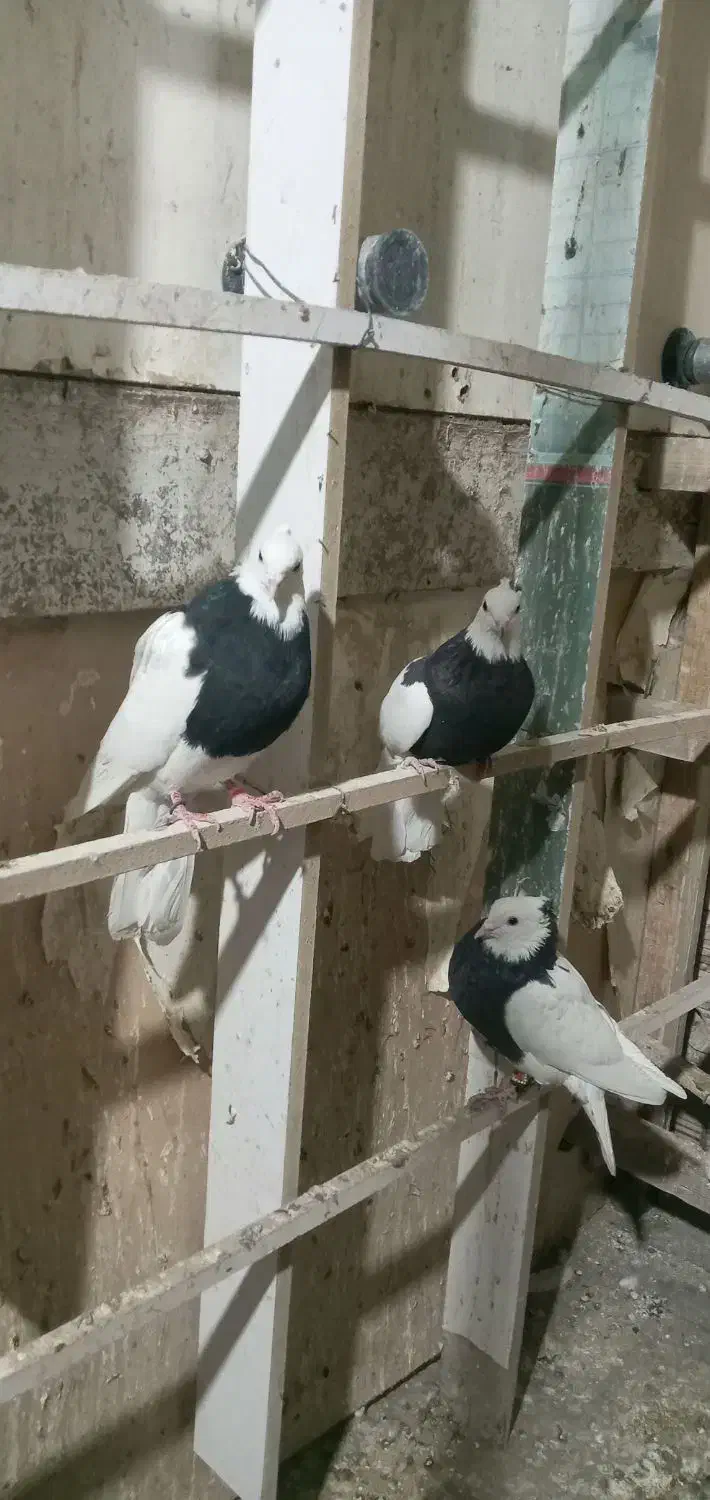 طوقی پرشی|پرنده|شاهین‌شهر, خانه کارگر|دیوار