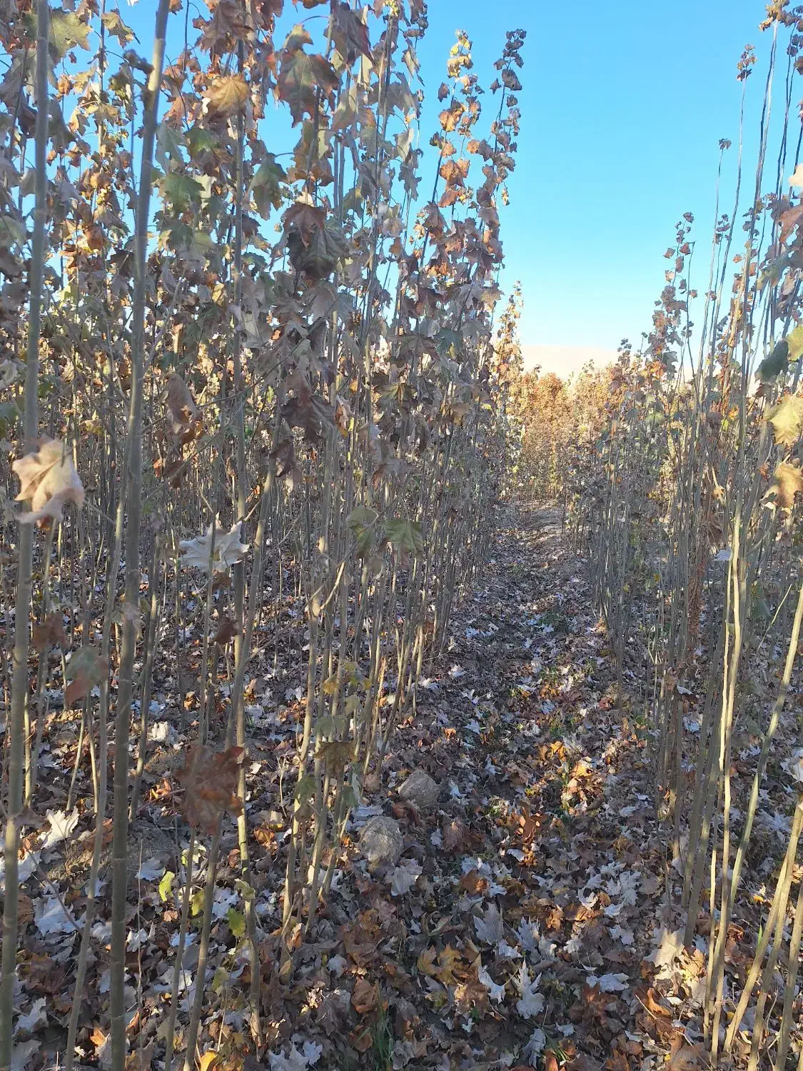 کبوده شیرازی|خدمات باغبانی و درختکاری|فلاورجان, |دیوار